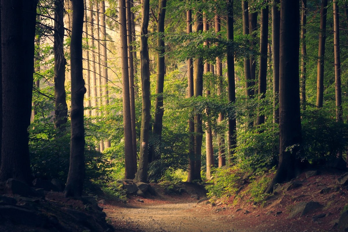 A misty forest